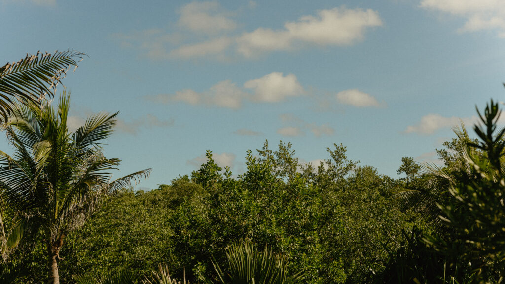 Coastal Destination Wedding in Cancun Mexico featuring the lush green trees and blue skys 