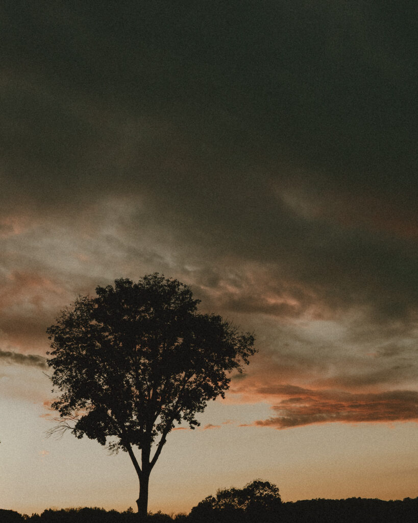 a beautiful sunset with a silhouette of a single tree against the sky