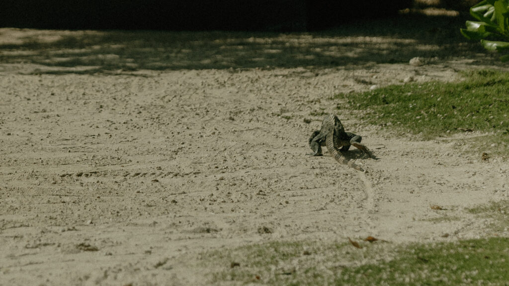 tropical wildlife lizard Cancun Mexico beach wedding location