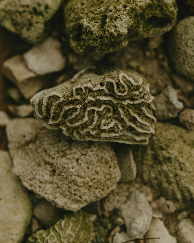 coral texture detail Cancun Mexico beach destination wedding