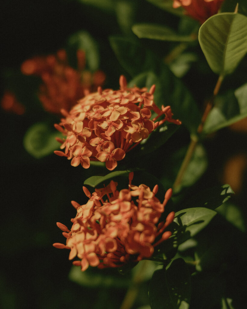 ropical orange flowers Cancun Mexico destination wedding venue details